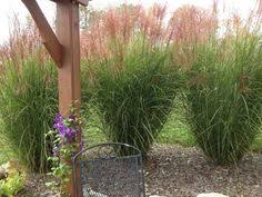 Plant Low-Growing Fescue And Sedge For Ornamental Grasses That Thrive In  Multiple Conditions | Vermont Public