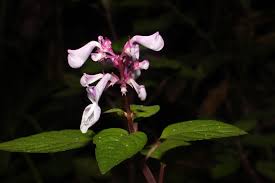 Image result for Coleus cylindraceus