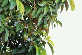 The leaves are simple and alternate, and shiny green. How To Identify The 10 Most Common Fruit Plants Plantsnap