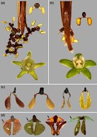 Image result for Cynanchum ellipticum