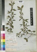 Image result for Rytigynia umbellulata