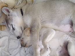 Bis zur 5.trächtigkeitswoche besteht kein erhöhter nährstoffbedarf, aber die ungeborenen hunde reagieren sehr empfindlich auf fütterungsfehler. Die Trachtige Hundin Geburt Und Aufzucht Hunde Ratgeber Ratgeber Pets Nature Online Shop