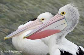 Australian Pelican Australian Birds Pelican Animal Photography