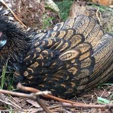 We'd love to see photos and videos of your chickens and we'll try our best to answer any questions you might have. Chicken Behavior The Dust Bath Mother Earth News
