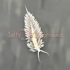 Image result for Bergia salaria