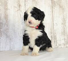 Margaret graber is a breeder located in grabill, in who currently has a cute litter of bernedoodle puppies. Puppies For Sale Near Me Find Your Puppy Vip Puppies Puppies Bernedoodle Puppy Puppies For Sale
