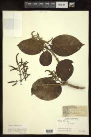 Image result for Premna hans-joachimii