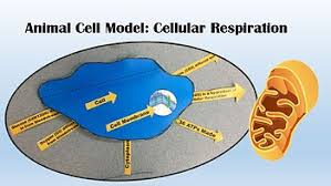 Some organisms, such as plants, can trap the energy in sunlight through photosynthesis (see chapter 5) and store it in the chemical bonds of animals and other organisms obtain the energy available in carbohydrates through the process of cellular respiration. Cell Model For Cellular Respiration By Animal Science Teacher Tpt