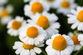 What does each flower symbolize? Home Flower Meaning