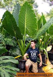 See more ideas about plants, big leaf plants, planting flowers. Alocasia Borneo Giant 8 12 High With 5 Leaves Tropical Garden Plants Large Leaf Plants Tropical Garden