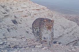The leopard (panthera pardus) is one of the five extant species in the genus panthera, a member of the cat family, felidae. Popavshego V Fotolovushku Peredneaziatskogo Leoparda Vklyuchat V Krasnuyu Knigu Kazahstana