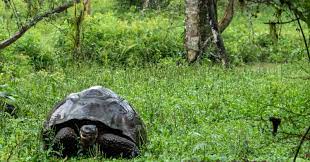 Two Animals Believed To Be Extinct Were Recently Rediscovered