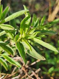 Image result for Ocimum filamentosum