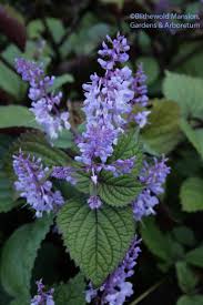 Image result for Plectranthus fruticosus