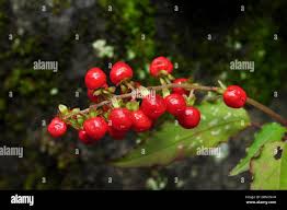 Image result for Petiveriaceae