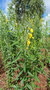Image result for Crotalaria quarrei