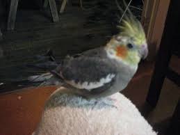 Yellow Bird With Red Cheeks Cockateil Common Grey Colourings Pet Birds Pretty Animals Cute Birds