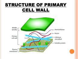 We did not find results for: Cell Wall Structure And Function