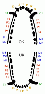 Wartungsarbeiten finden nach ankündigung montags von 7:00 uhr bis 9:00 uhr statt. Haushund Wikiwand