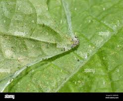 Image result for Tetranychidae grapevine