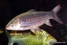 Ikan dapat hidup di air tawar, air payau, maupun air laut. Ikan Paling Mahal Di Malaysia Sentiasa Panas