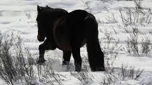 Wild Horses Od Alberta Surviving A Deep Snow Winter Youtube