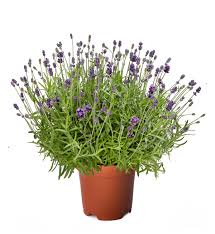 What do you need to know about the cleo library? Lavandula Angustifolia Lavandula Angustifolia Cleo Patio Blue Evanthia