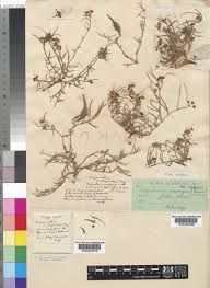 Image result for Stenostelma