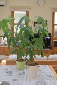 観葉植物 パキラの剪定 ダイソーの観葉植物の土 100均 happy go lucky 心地いい暮らしのコツ powered by ライブドアブログ パキラ 観葉植物 パキラ 観葉植物