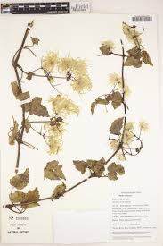 Image result for Clematis dolichopoda