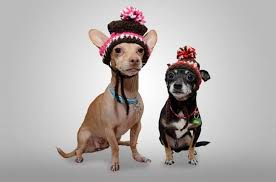 Maybe you would like to learn more about one of these? Different Types Of Colors Markings Of Chihuahua Dog Breeds Teacup Dog Daily