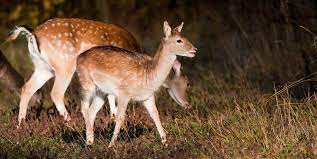 Dess skönhet, dess grace och dess respektingivande uttryck har, i kombination med dess ofta framgångsrika agerande, gett upphov till fascination, mytbildning och sägner. Da Far Du Skyddsjaga Dov Och Kronkalv Svenska Jagareforbundet