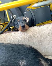 Someone Got A Little Stuck Low Maintenance Dog Breeds Best Dogs For Families Dog Breeds