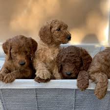 Goldendoodle puppies for sale in indiana. Mini Golden Doodle Puppies For Sale And Adoption Home Facebook