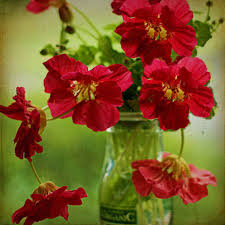 We did not find results for: How To Grow Use Nasturtiums The Micro Gardener