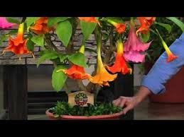 Roberta 39 S 2 Pc Large Bloom Angel Trumpet Patio Tree On Qvc Youtube Angel Trumpet Angel Trumpet Plant Patio Trees