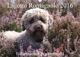 216 likes · 1 talking about this. Lagotto Romagnolo Italienischer Wasserhund Wandkalender 2016 105883211 26 45
