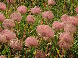 The botanical name for avens is geum. Homestead Stories Creeping Avens Insteading