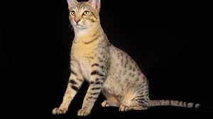The adverage cat runs 30 miles and hour. 6 Fast Facts About Egyptian Mau Cats Mental Floss