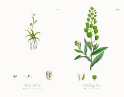 Image result for Subularia