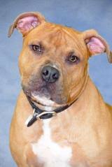 Maybe you would like to learn more about one of these? Adopt Frederick County Md Official Website
