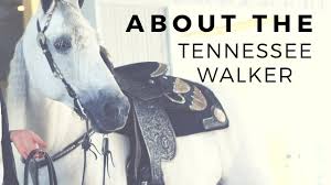 Presently, it is a popular pleasure riding and show horse, and is relatively a newer breed. Tennessee Walker Discoverthehorse