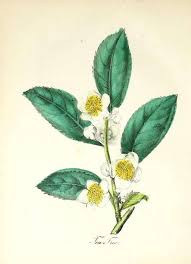 Image result for Sericorema remotiflora