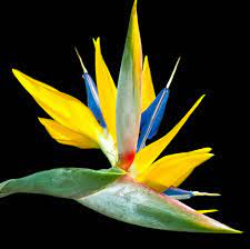 Bird Of Paradise Strelitzia Birds Of Paradise Beautiful Flowers Plant Leaves