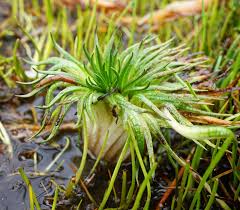 Image result for Isoetes