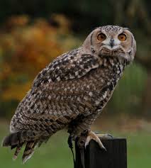 Eagle Owl 2 Owl Owl Photos Owl Lovers