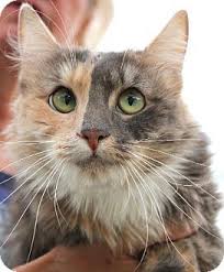 Lida Rose Young Medium Haired Calico Dilute Calico Female Spayed House Trained Up To Date With Shots For Informat Beautiful Cats Kitten Adoption Pets