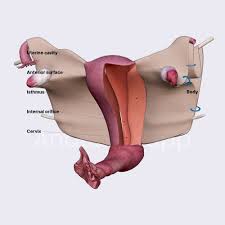 Image result for uterus
