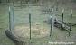 Swing Door Hog Trap Plans