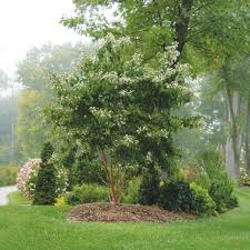 Any tree serves to help form the backbone of the landscape, but flowering trees add pizazz to a yard in a way that few other plants. Trees For Small Spaces Small Garden Trees Hgtv